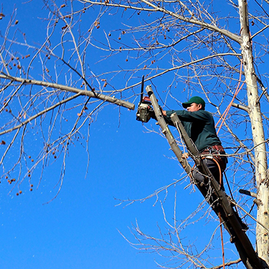 Man Pruning Tree Branches