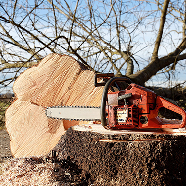 Chainsaw on Felled Tree